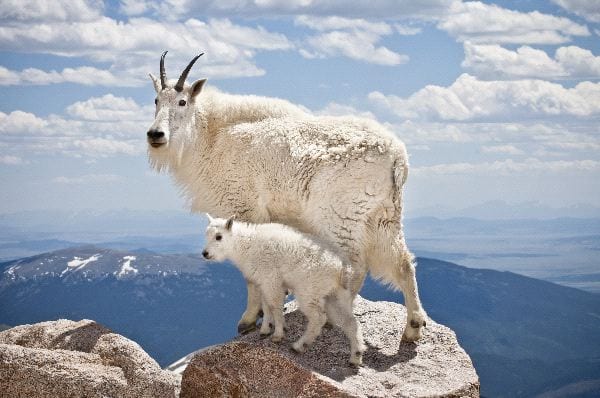 http://www.soulseedmedia.com/wp-content/uploads/2015/01/Mountain_Goat_With_Offspring_600.jpg